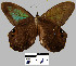 (Haeterini - YB-BCI6012)  @15 [ ] No Rights Reserved  Unspecified Unspecified