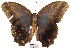  (Caligo brasiliensis - YB-BCI2724)  @14 [ ] No Rights Reserved  Unspecified Unspecified