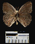  ( - YB-BCI15976)  @11 [ ] No Rights Reserved  Unspecified Unspecified