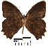  (Taygetis leuctra - YB-BCI18918)  @14 [ ] No Rights Reserved  Unspecified Unspecified
