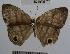  (Cissia sp. 2YB - YB-BCI56126)  @13 [ ] No Rights Reserved  Unspecified Unspecified