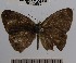  (Hermeuptychia hermesDHJ02 - YB-BCI55870)  @12 [ ] No Rights Reserved  Unspecified Unspecified
