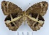  (Posttaygetis penelea - YB-BCI102121)  @11 [ ] No Rights Reserved  Unspecified Unspecified