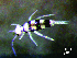  (Entomobrya sp. 1JPV - JPV-106_Mar_WHE1_150_Entosp1_5)  @11 [ ] No Rights Reserved  Unspecified Unspecified