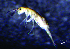  (Dicranocentrus - JPV-138_Dec_WHE1_250_Dicramar_1)  @11 [ ] No Rights Reserved  Unspecified Unspecified