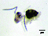  (Disparrhopalites enkerlinius - JPV-143_Mar_WHE2_500_Sminteiseni_4)  @11 [ ] No Rights Reserved  Unspecified Unspecified