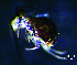  (Calvatomina sp. 3JPV - JPV-150_Dec_WHE1_200_Calvruf_1)  @11 [ ] No Rights Reserved  Unspecified Unspecified