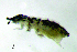  (Neotropiella sp. 2JPV - JPV-156_Neotsp2_Chan_LESM_1)  @11 [ ] No Rights Reserved  Unspecified Unspecified
