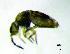  (Paronellinae - JPV-181_Dec_ARM3_100_Trogsp1_1)  @11 [ ] No Rights Reserved  Unspecified Unspecified