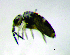  ( - JPV-181_Dec_ARM3_100_Trogsp1_2)  @11 [ ] No Rights Reserved  Unspecified Unspecified