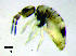  (Paronellinae - JPV-181_Dec_ARM3_100_Trogsp1_5)  @11 [ ] No Rights Reserved  Unspecified Unspecified