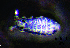  ( - JPV-245_Mar_ARM4_400_Pseudpar_4)  @11 [ ] No Rights Reserved  Unspecified Unspecified