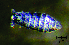  ( - JPV-262_Mar_ARM4_200_Pseudpar_1)  @11 [ ] No Rights Reserved  Unspecified Unspecified