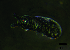  ( - JPV-262_Mar_ARM4_200_Pseudpar_2)  @11 [ ] No Rights Reserved  Unspecified Unspecified
