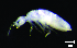  (Heteromurtrella - JPV-36_Dec_ARM3_050_Hetsp1_3)  @11 [ ] No Rights Reserved  Unspecified Unspecified