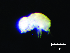  ( - JPV-70_Dec_ARM3_400_Megmin_2)  @11 [ ] No Rights Reserved  Unspecified Unspecified