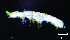  (Isotomodes falsus - JPV-74_Mar_ARM4_450_Isotfal_1)  @11 [ ] No Rights Reserved  Unspecified Unspecified