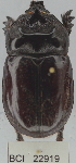  ( - YB-BCI22919)  @13 [ ] No Rights Reserved (2011) Yves Basset Smithsonian Tropical Research Institute