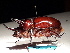  ( - YB-BCI164758)  @11 [ ] No Rights Reserved  Unspecified Unspecified