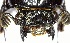  (Popilius sp. 1YB - YB-BCI167314)  @11 [ ] No Rights Reserved  Unspecified Unspecified