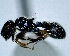  (Procryptocerus belti - 013032_JBC)  @13 [ ] CreativeCommons - Attribution (2013) David A. Donoso UTPL