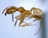  (Pheidole ACJ4651 - 109052_JBC)  @14 [ ] CreativeCommons - Attribution (2013) David A. Donoso UTPL