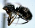  (Camponotus ABY1780 - DAF0104)  @13 [ ] CreativeCommons - Attribution (2013) David A. Donoso UTPL