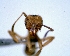  (Myrmicocrypta ednaella_cf - DAF0150)  @12 [ ] CreativeCommons - Attribution (2013) David A. Donoso UTPL