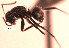  (Camponotus ACG6322 - YB-DD1064BC)  @13 [ ] No Rights Reserved  Unspecified Unspecified