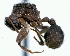  (Mycetomoellerius opulentus - DD1127BC)  @14 [ ] CreativeCommons - Attribution (2013) David A. Donoso UTPL