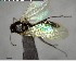  ( - YB-BCI144284)  @11 [ ] CreativeCommons - Attribution (2017) Yves Basset Smithsonian Tropical Research Institute