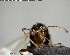  ( - YB-BCI144284)  @11 [ ] CreativeCommons - Attribution (2017) Yves Basset Smithsonian Tropical Research Institute