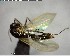  ( - YB-BCI144284)  @13 [ ] CreativeCommons - Attribution (2017) Yves Basset Smithsonian Tropical Research Institute