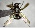 ( - YB-BCI148608)  @11 [ ] CreativeCommons - Attribution (2017) Yves Basset Smithsonian Tropical Research Institute