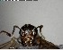  ( - YB-BCI148608)  @11 [ ] CreativeCommons - Attribution (2017) Yves Basset Smithsonian Tropical Research Institute