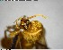  ( - YB-BCI144324)  @12 [ ] CreativeCommons - Attribution (2017) Yves Basset Smithsonian Tropical Research Institute