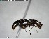  (Cylindromyrmex whymperi - YB-BCI142241)  @13 [ ] CreativeCommons - Attribution (2017) Yves Basset Smithsonian Tropical Research Institute