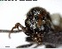  ( - YB-BCI156093)  @12 [ ] CreativeCommons - Attribution (2017) Yves Basset Smithsonian Tropical Research Institute