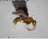  ( - YB-BCI124294)  @13 [ ] CreativeCommons - Attribution (2017) Yves Basset Smithsonian Tropical Research Institute