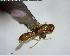  ( - YB-BCI127684)  @12 [ ] CreativeCommons - Attribution (2017) Yves Basset Smithsonian Tropical Research Institute