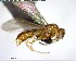  ( - YB-BCI127684)  @13 [ ] CreativeCommons - Attribution (2017) Yves Basset Smithsonian Tropical Research Institute