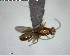  ( - YB-BCI128740)  @12 [ ] CreativeCommons - Attribution (2017) Yves Basset Smithsonian Tropical Research Institute
