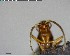  ( - YB-BCI128740)  @12 [ ] CreativeCommons - Attribution (2017) Yves Basset Smithsonian Tropical Research Institute
