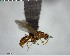  ( - YB-BCI128740)  @13 [ ] CreativeCommons - Attribution (2017) Yves Basset Smithsonian Tropical Research Institute