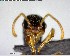  ( - YB-BCI144168)  @12 [ ] CreativeCommons - Attribution (2017) Yves Basset Smithsonian Tropical Research Institute
