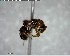  ( - YB-BCI144168)  @12 [ ] CreativeCommons - Attribution (2017) Yves Basset Smithsonian Tropical Research Institute