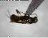  ( - YB-BCI146078)  @11 [ ] CreativeCommons - Attribution (2017) Yves Basset Smithsonian Tropical Research Institute
