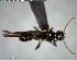  ( - YB-BCI146167)  @11 [ ] CreativeCommons - Attribution (2017) Yves Basset Smithsonian Tropical Research Institute