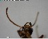  ( - YB-BCI146167)  @11 [ ] CreativeCommons - Attribution (2017) Yves Basset Smithsonian Tropical Research Institute