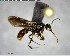  ( - YB-BCI146167)  @11 [ ] CreativeCommons - Attribution (2017) Yves Basset Smithsonian Tropical Research Institute